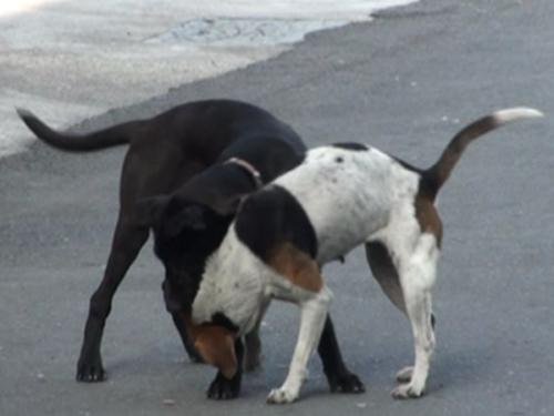Oscar Encounters a Stray