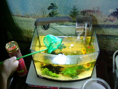 Keeping Fish