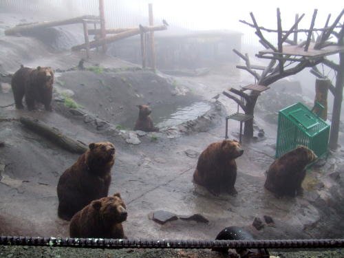 Grizzly Bears