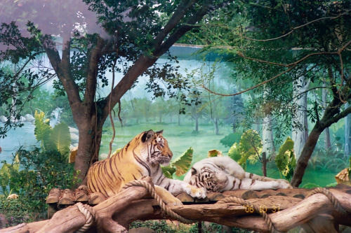 Captive Tigers