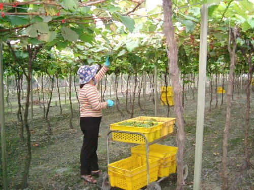 Picking Grapes