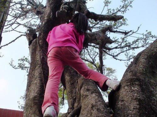 Climbing Trees
