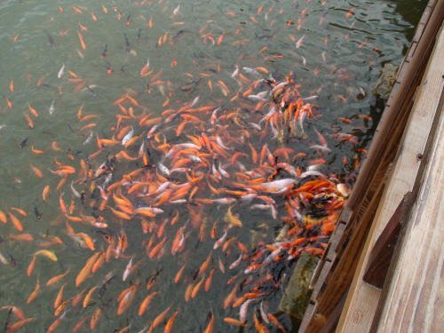 Feeding the Fish at the Pond