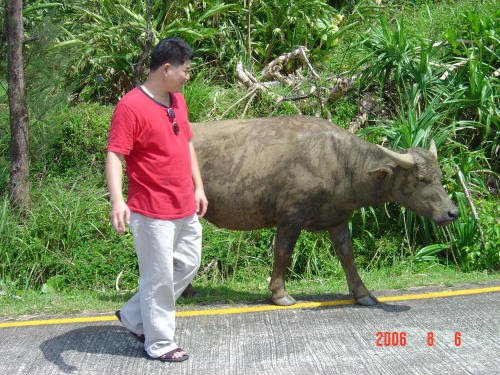 Tommy’s Pet Water Buffalo