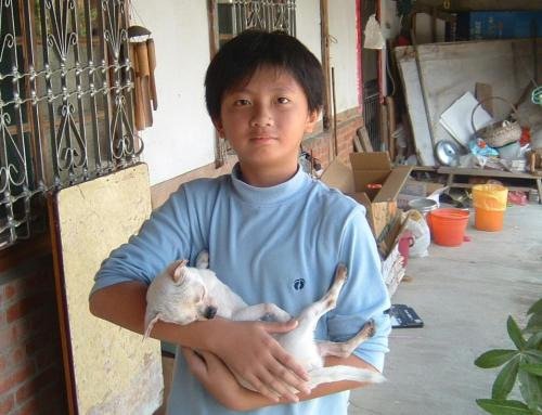 Billy’s Chihuahua