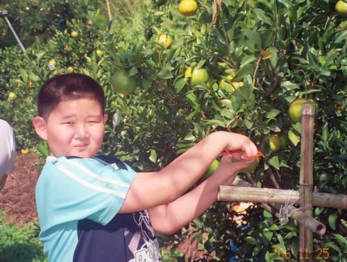 Picking Tangerines